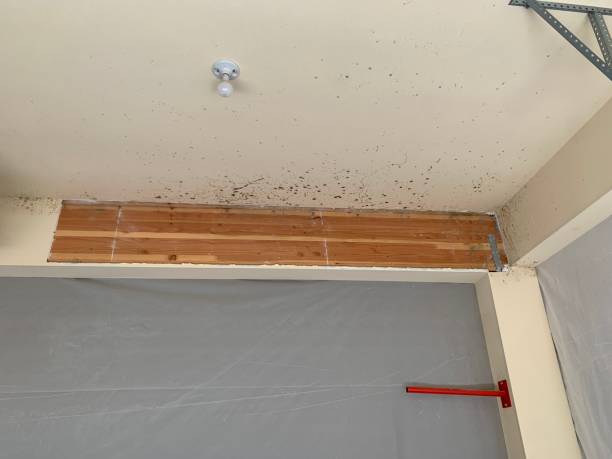 Best Comprehensive Air Testing for Mold Contaminants  in Sparta, GA