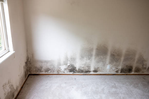 Best Industrial Mold Remediation  in Sparta, GA