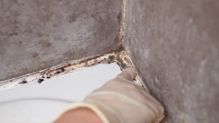 Sparta, GA Mold Removal Company